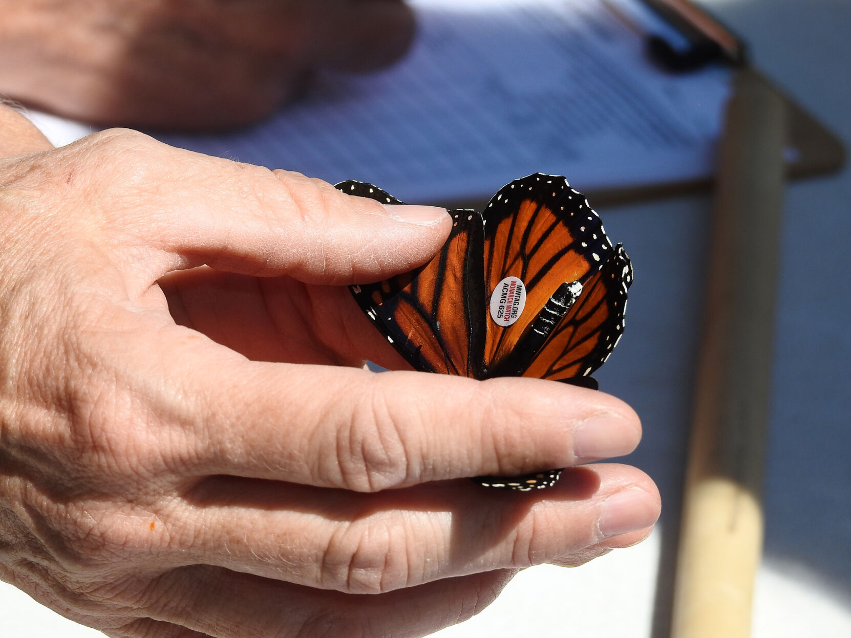 Monarch_001